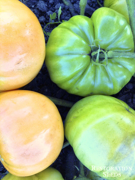 Chuck’s Yellow tomato image####
