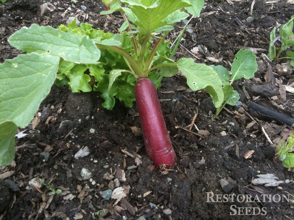 Cincinnati Market radish image####