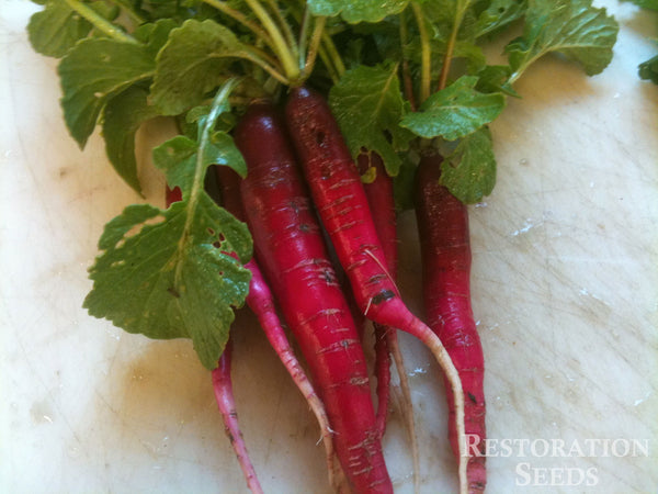 Cincinnati Market radish image####