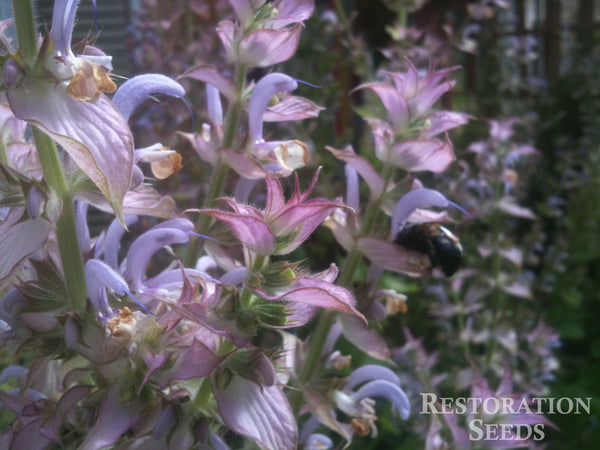 clary sage image####