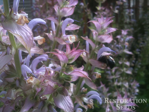 planting clary sage seeds clary sage, Organic