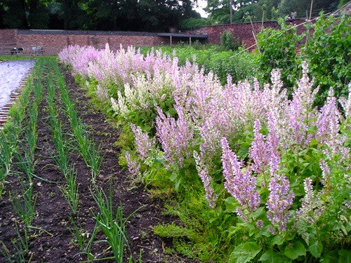 clary sage image##Wortley Hall Walled Garden, South Yorkshire, England.##http://www.organickitchengarden.co.uk/index.php?id=organic-conversion-and-methods