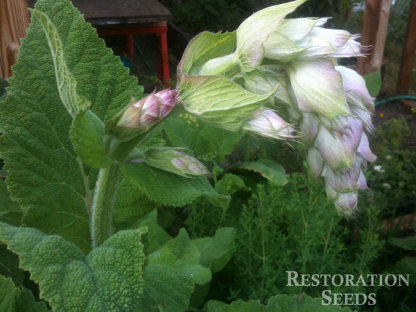 clary sage image####