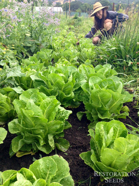 Coastal Star MT lettuce image####