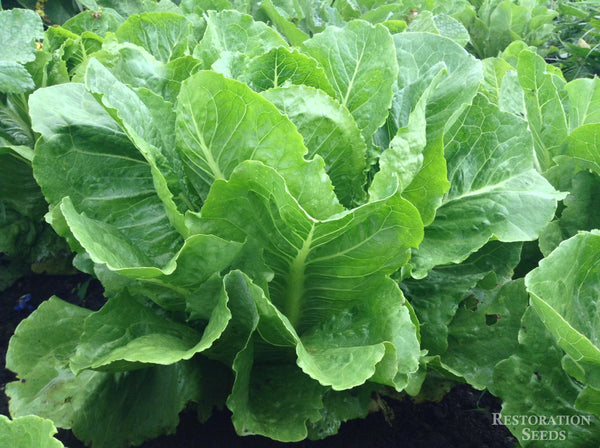 Coastal Star MT lettuce image####