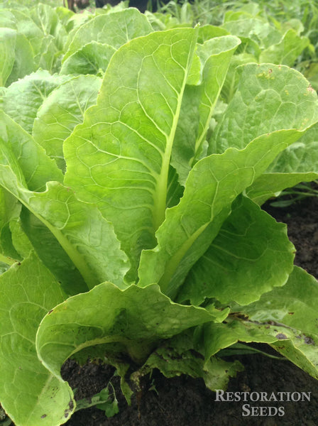 Coastal Star MT lettuce image####