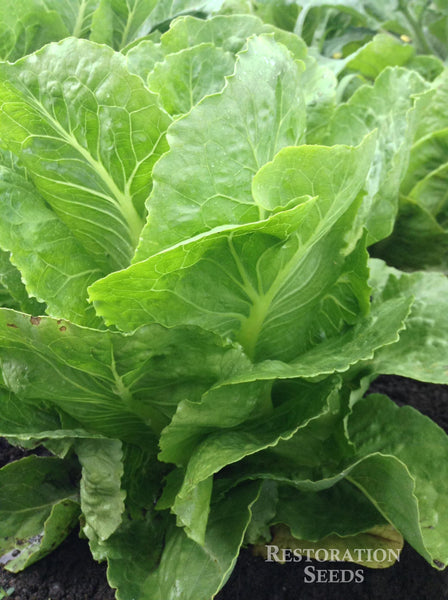 Coastal Star MT lettuce image####