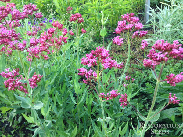 Coccinea red valerian image####