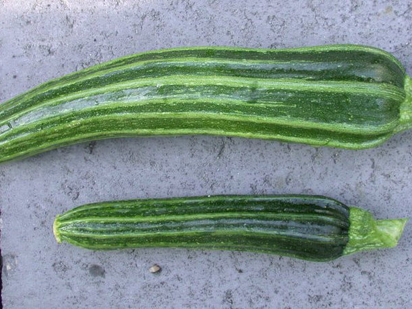 Cocozelle Organic zucchini image####