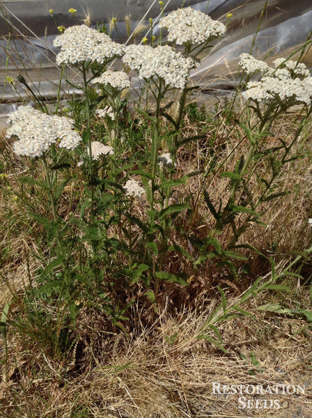 yarrow, common image####