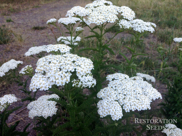 yarrow, common image####