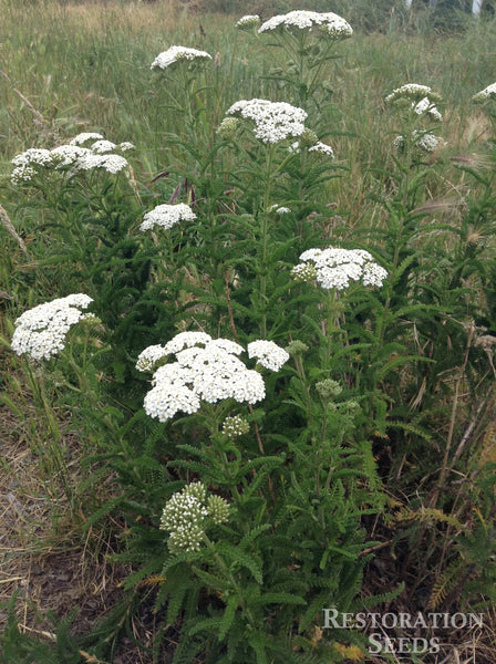 yarrow, common image####