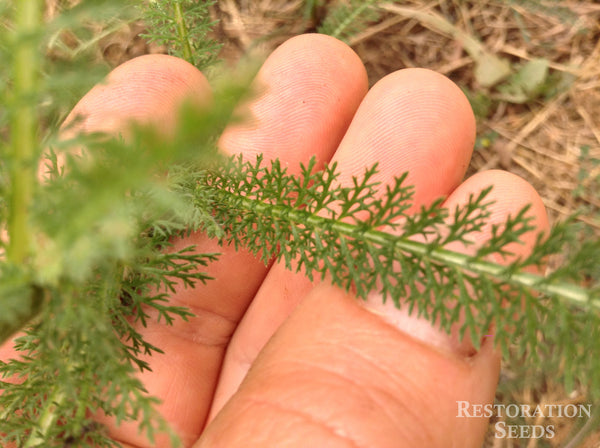 yarrow, common image####