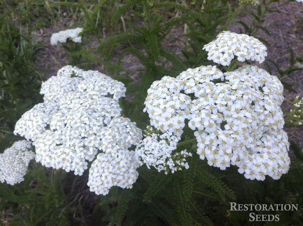 yarrow, common image####