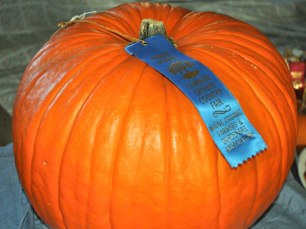 Connecticut Field pumpkin image##Parker Family Farm##http://parkerproduce.blogspot.com