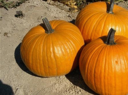 Connecticut Field pumpkin image####