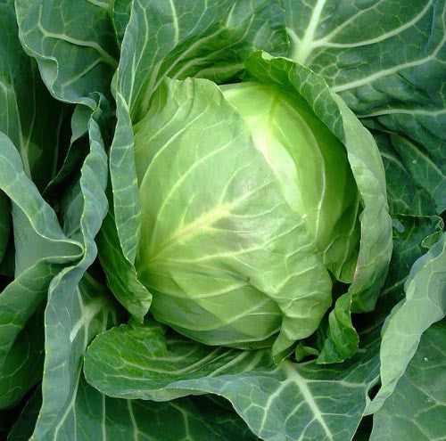 Copenhagen Market Early Improved cabbage image####