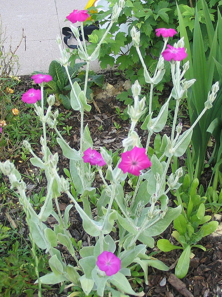 the champion flower seeds Rose Champion lychnis