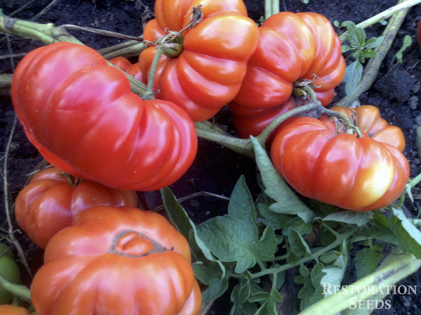 Costoluto Fiorentino tomato image####