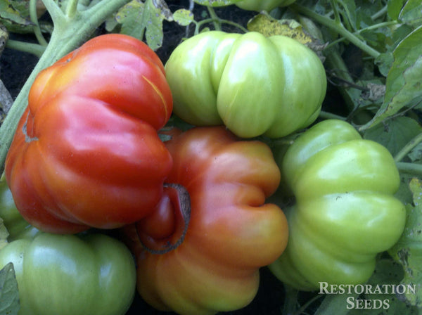 Costoluto Fiorentino tomato image####
