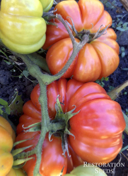 Costoluto Fiorentino tomato image####