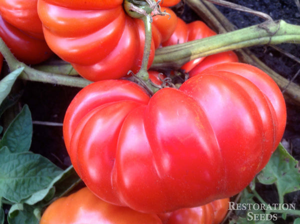 Costoluto Fiorentino tomato image####