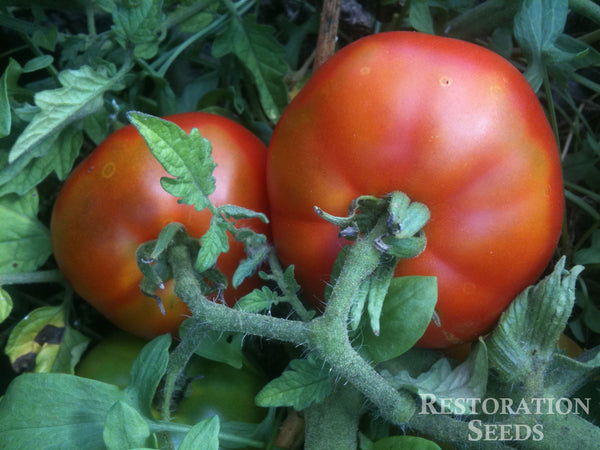 Costoluto Genovese tomato image####