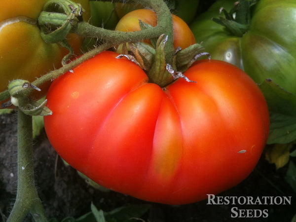 Costoluto Genovese tomato image####
