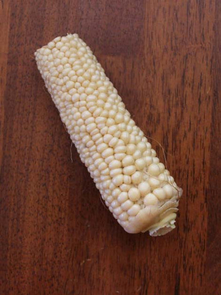 Country Gentleman corn, sweet image##Photo: Sarvodaya Farms##http://sarvodayafarms.com/country-gentleman-corn/