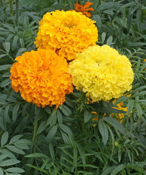 Crackerjack marigold erecta image####