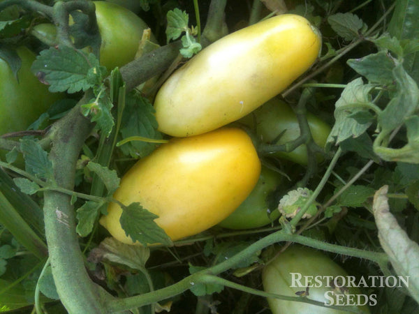 Cream Sausage tomato image####
