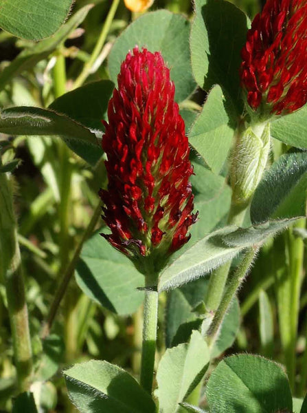 crimson clover image####