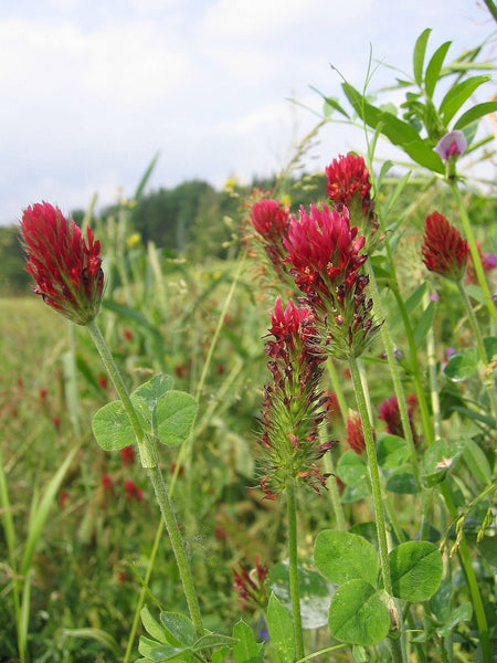 crimson clover image####