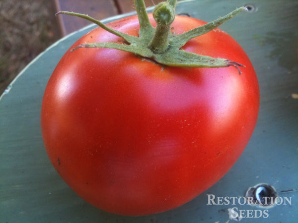 Crimson Sprinter tomato image####
