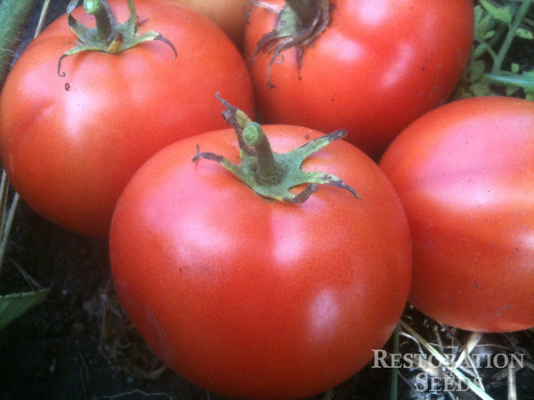 Crimson Sprinter tomato image####