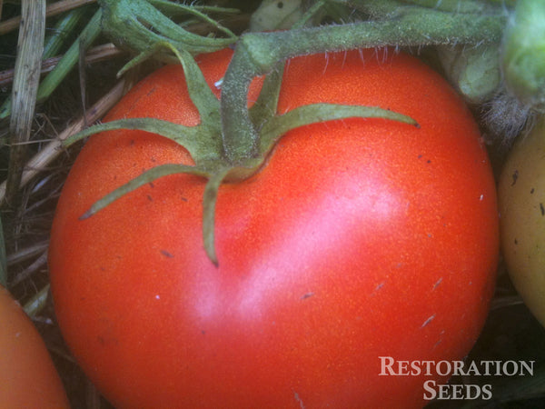 Crimson Sprinter tomato image####