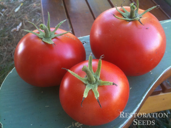 Crimson Sprinter tomato image####