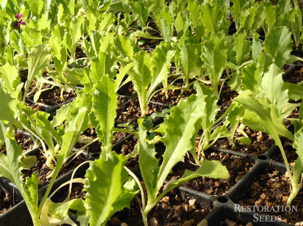 Crisp Mint lettuce image####