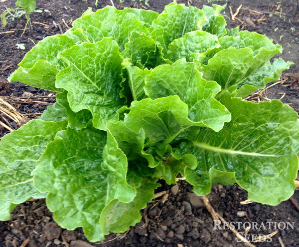 Crisp Mint lettuce image####