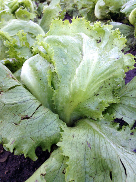 Crispino lettuce image####