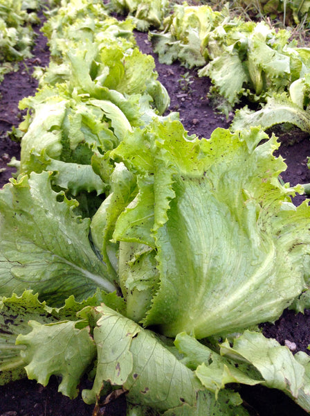 Crispino lettuce image####