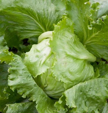 Crispino lettuce image####