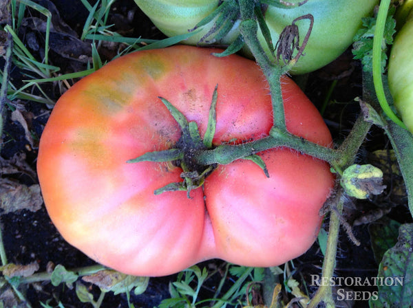 Crnkovic Yugoslavian tomato image####