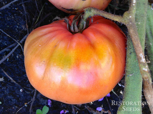 Crnkovic Yugoslavian tomato image####