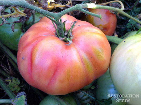Crnkovic Yugoslavian tomato image####