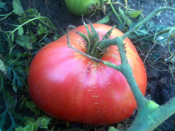 Cuore de Toro tomato image####