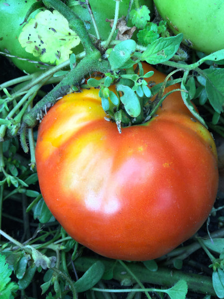 Cuore de Toro tomato image####
