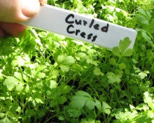 Fine Curled garden cress image##Long Island Seed Project##http://www.liseed.org/microgreens.html