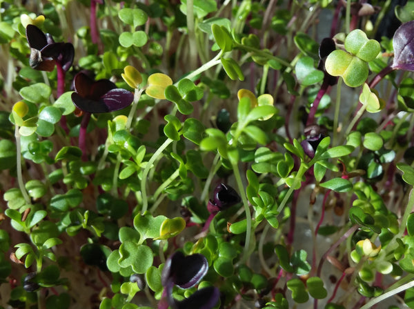 Cress, Curled Peppercress or Garden Cress (Lepidium sativum) – MySeedsCo
