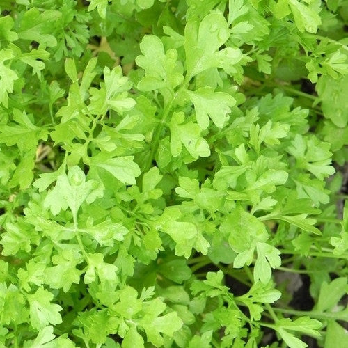 Curled Peppergrass garden cress image####